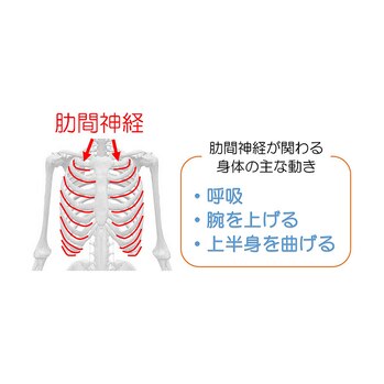 肋間神経痛とは?